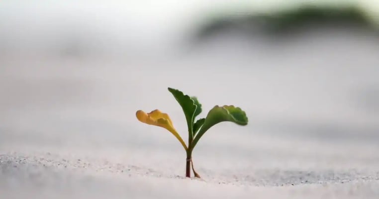 1118_chai +_magazine03