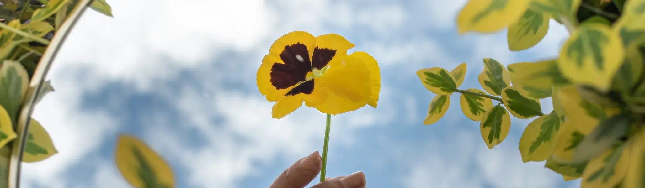 青空と斑入り葉の植物を背景に、一輪の黄色いパンジーをやさしく差し出す手_メインビジュアル_pc
